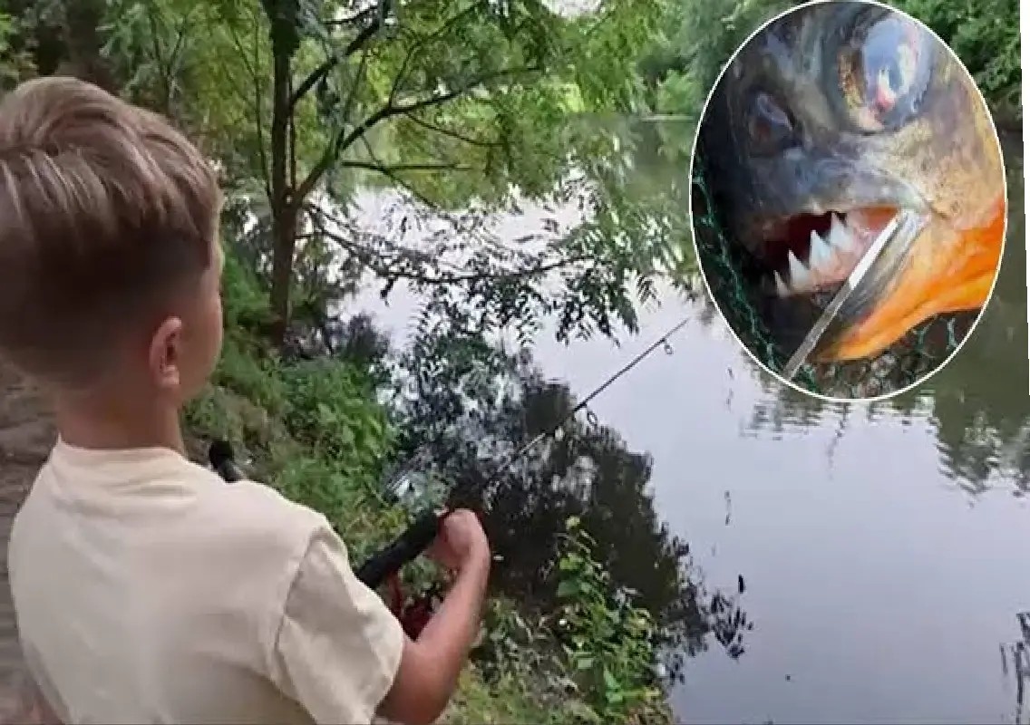 Boy’s surprise catch sparks warning over exotic pets in local waters - News Karnataka