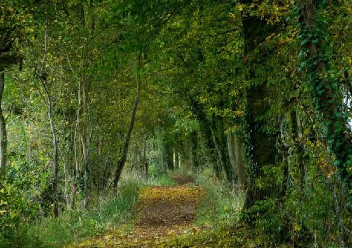 Britain’s growing forests bring a new challenge: managing trees - News Karnataka