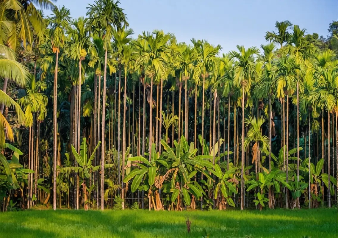 Centre steps up research to protect arecanut crops from diseases - News Karnataka