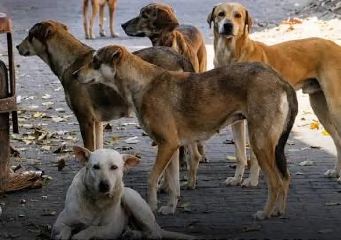 Chennai begins major drive to vaccinate 2 lakh stray dogs - News Karnataka