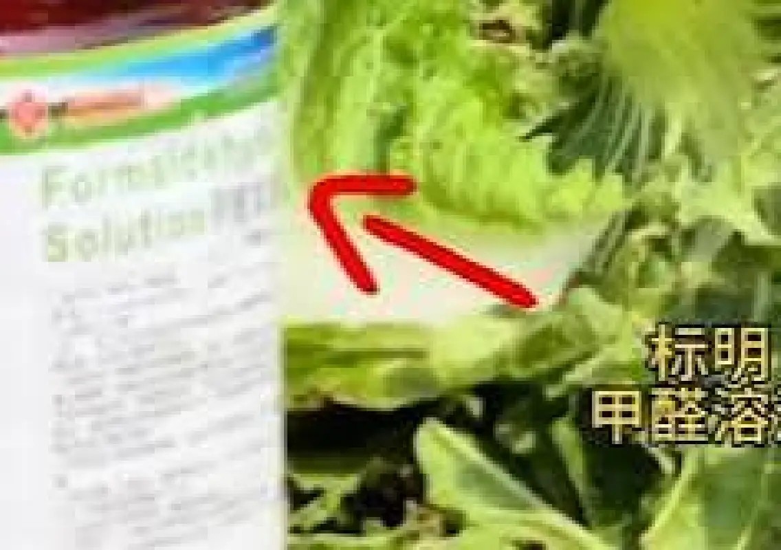 China probes alleged use of formaldehyde on cabbages - News Karnataka