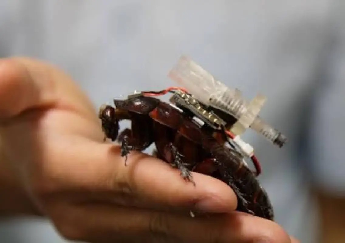 Cyborg cockroaches could soon help rescue people from danger - News Karnataka