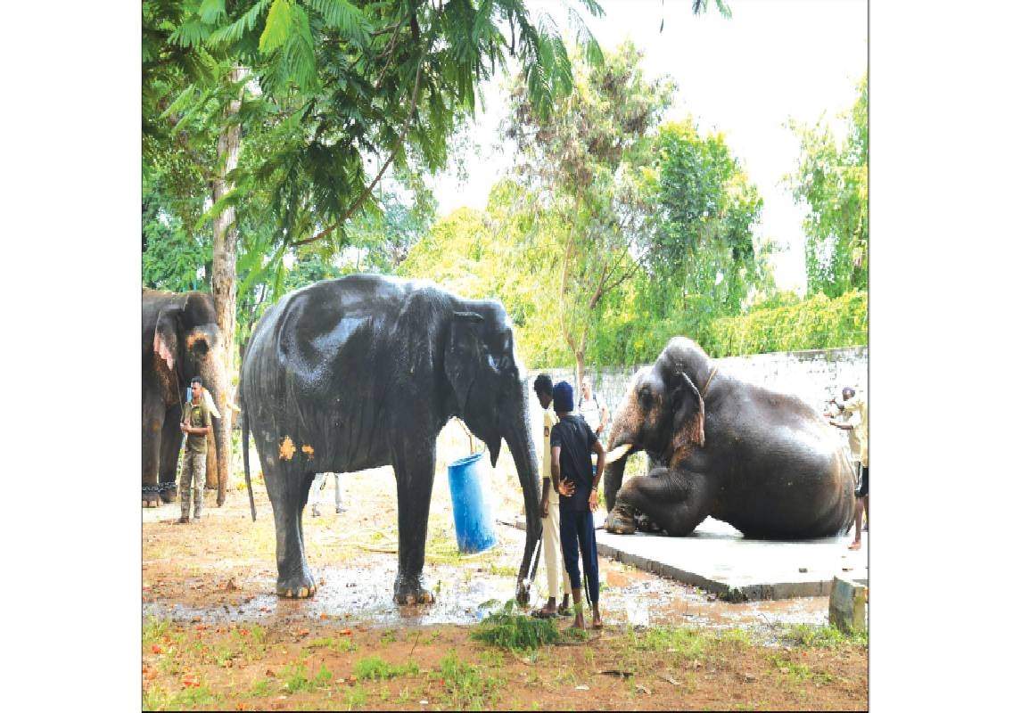 Nine Dasara elephants arrive in Mysuru, rest at Aranya Bhavan - News Karnataka