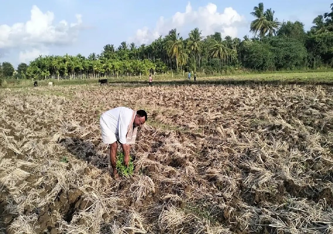 Deficient rainfall leaves areca growers struggling in central Karnataka - News Karnataka