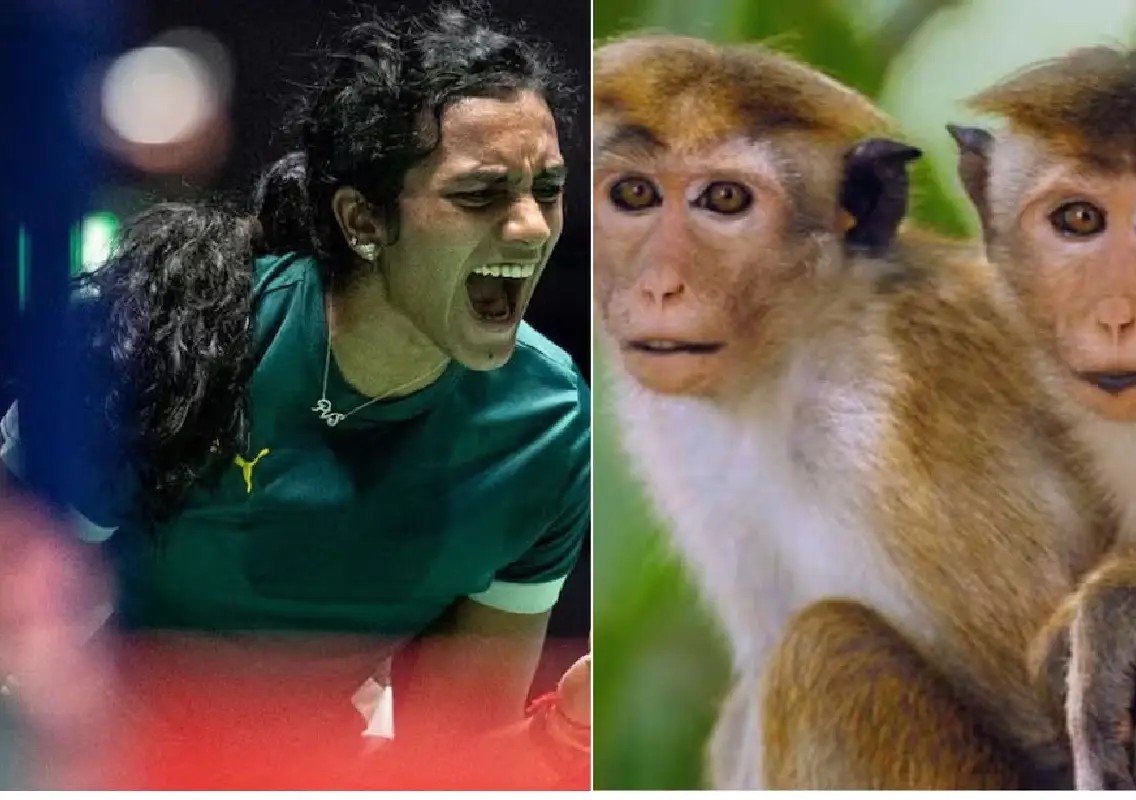 Delhi ready for badminton Worlds with monkeys and pigeons in mind - News Karnataka