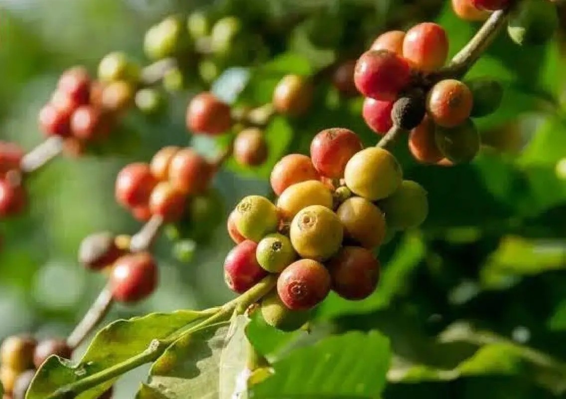 Exotic coffee plants raise concern over threat to Indian industry - News Karnataka