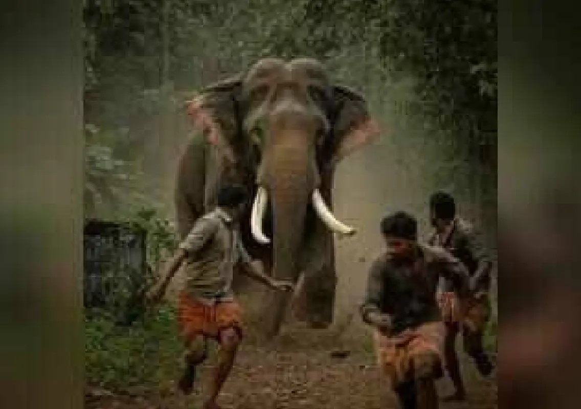 Farmers protest in Kodagu after rising elephant attacks - News Karnataka
