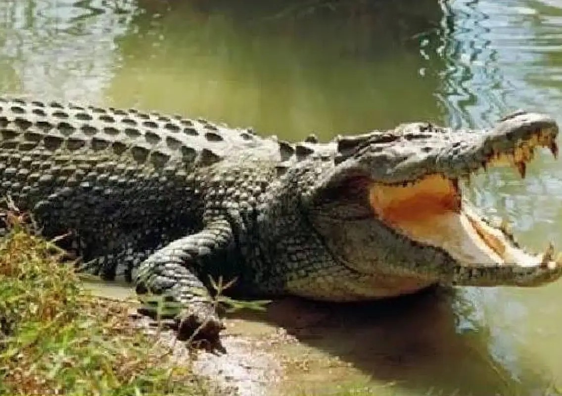 Floodwaters drive snakes and crocodile into Kendrapara homes - News Karnataka