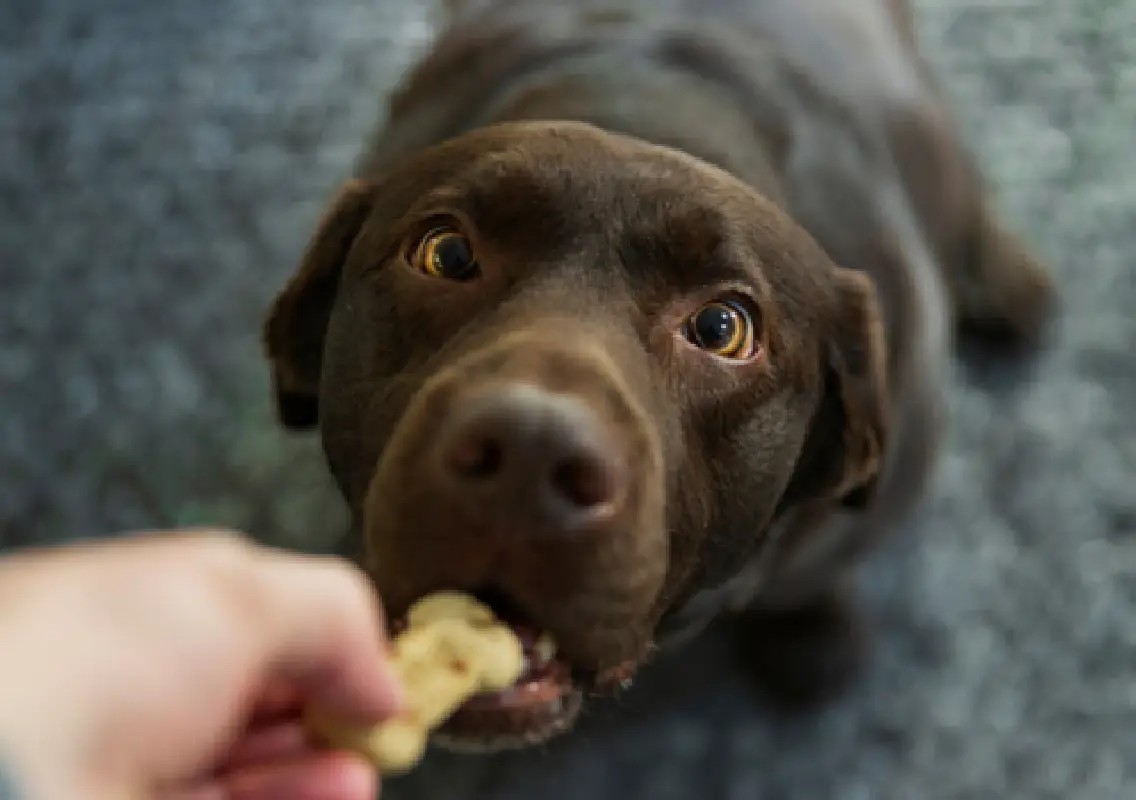 Forget seven-year rule: Here’s how old your dog really is - News Karnataka