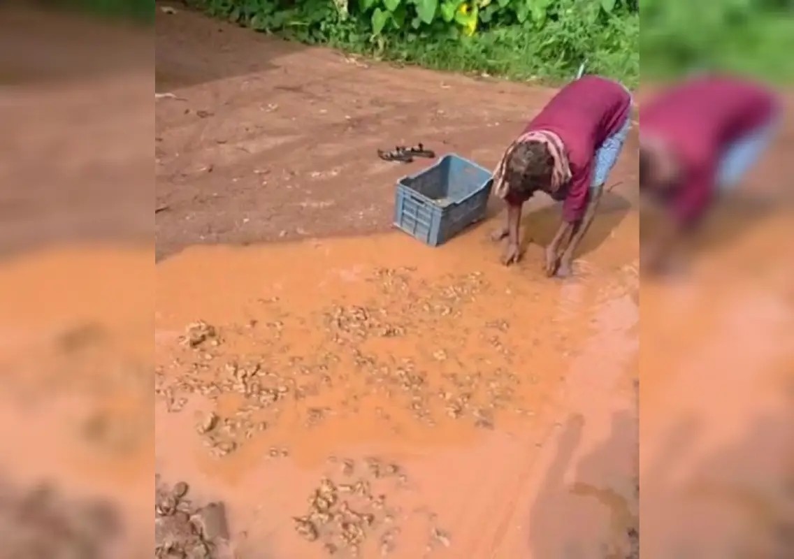 Ginger washed in muddy roadside water raises hygiene concerns: WATCH - News Karnataka