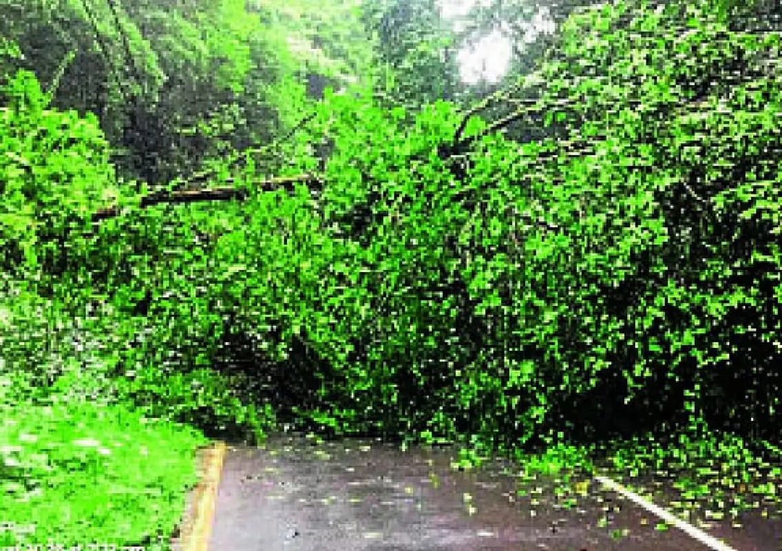 Pillion rider seriously injured after tree falls on bike in Kadaba - News Karnataka