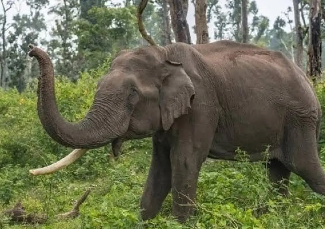 Human-elephant conflict remains a growing concern in Karnataka - News Karnataka