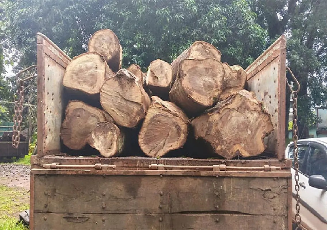Illegal timber worth Rs 5 lakh seized in Keyyur - News Karnataka