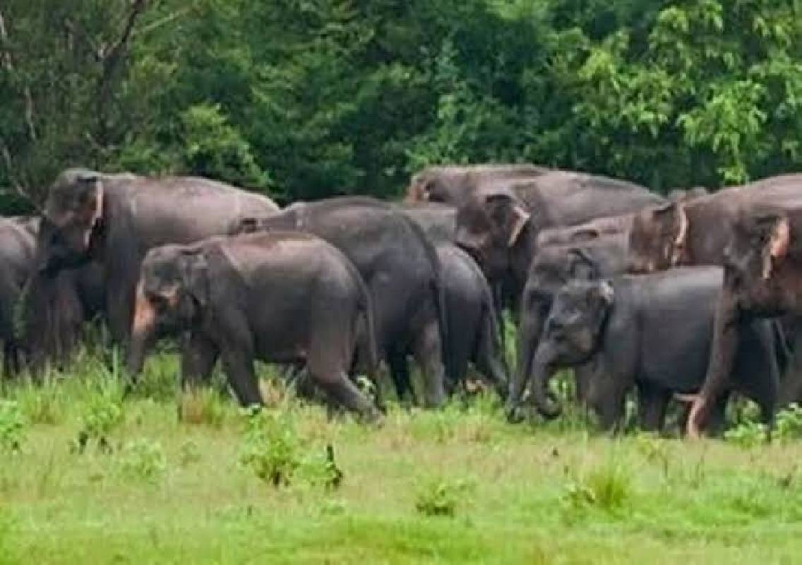 Kadaba on Alert as 8 Elephants Enter Aithur - News Karnataka