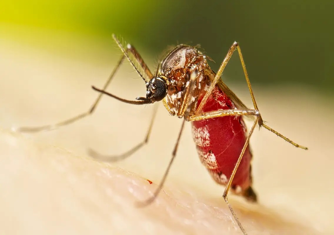 Kerala sees rise in chikungunya cases amid monsoon mosquito surge - News Karnataka