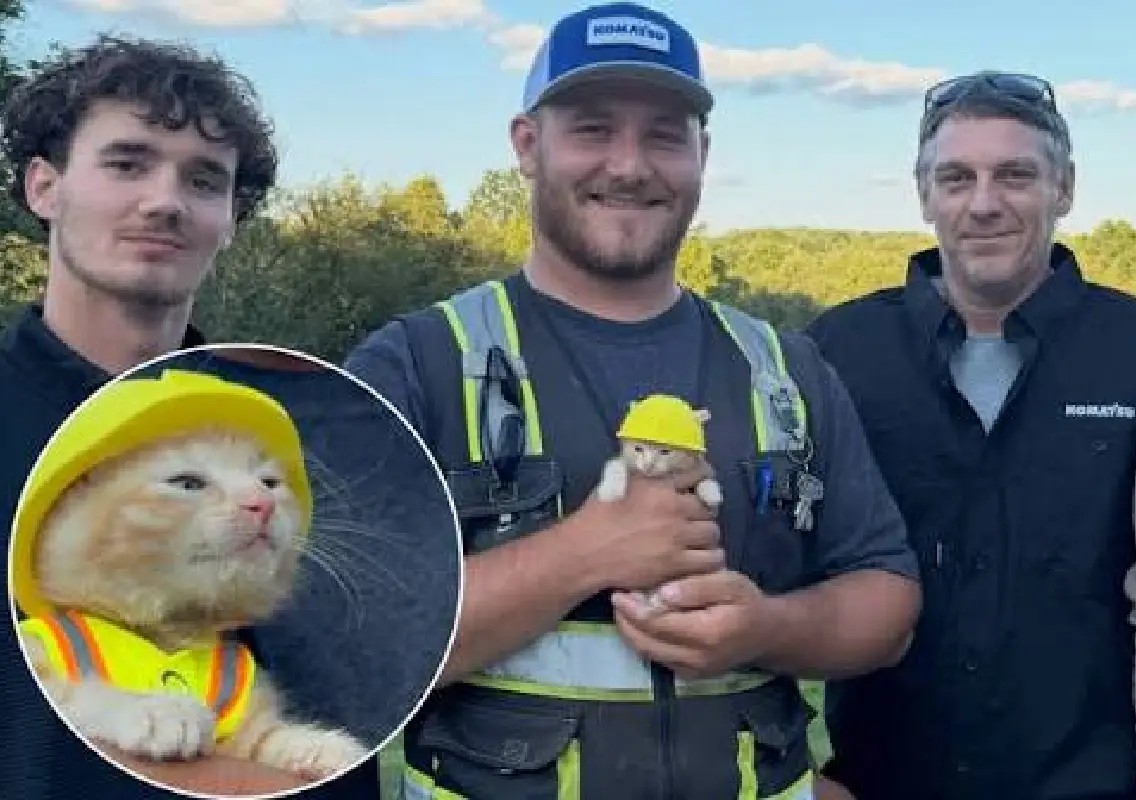 Kitten rescued from excavator finds a new home with construction crew - News Karnataka