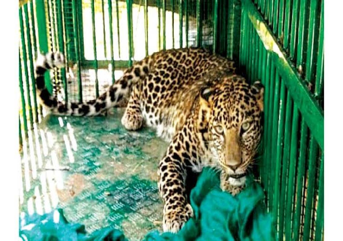 Mangaluru Leopard Trapped in Edapadavu - News Karnataka