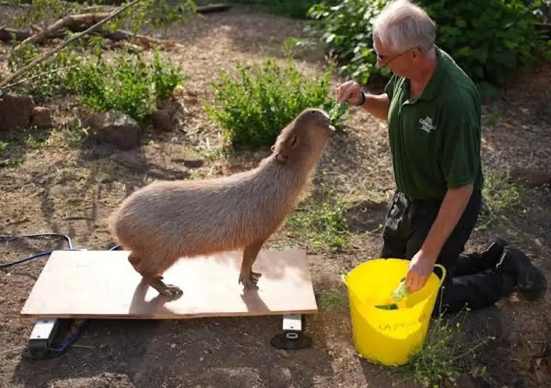 London Zoo’s annual weigh-in gives animals a health check - News Karnataka