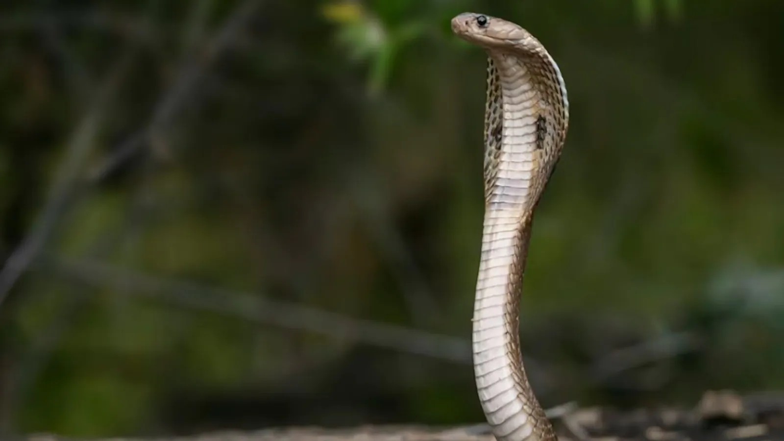 Madhya Pradesh to launch app connecting people with snake rescuers - News Karnataka