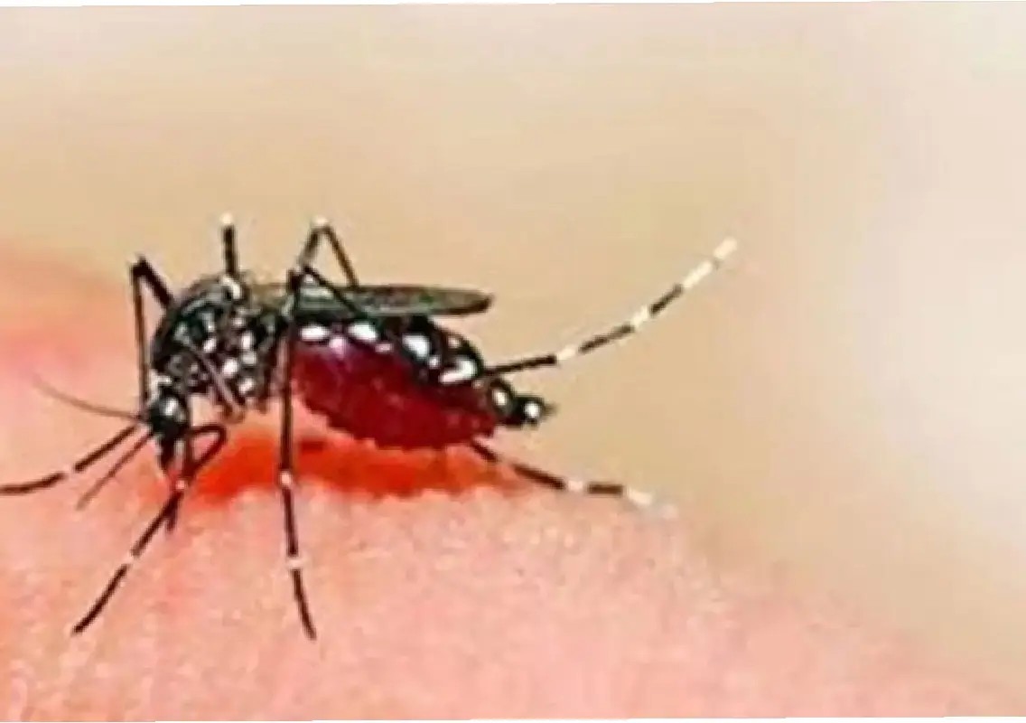 Malaria cases rise as health officials step up surveillance in Dakshina Kannada - News Karnataka