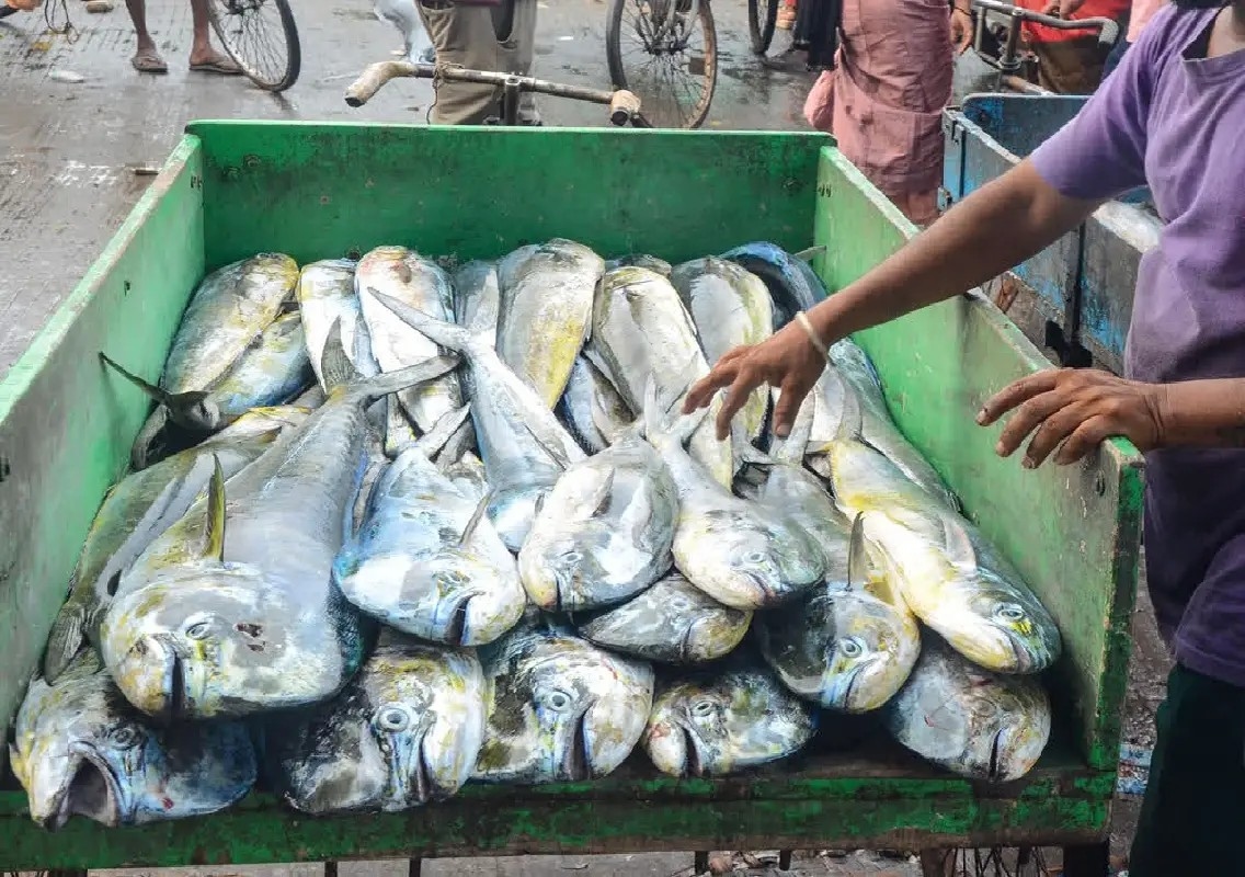 Mangaluru researchers turn fish waste into biomedical compound - News Karnataka