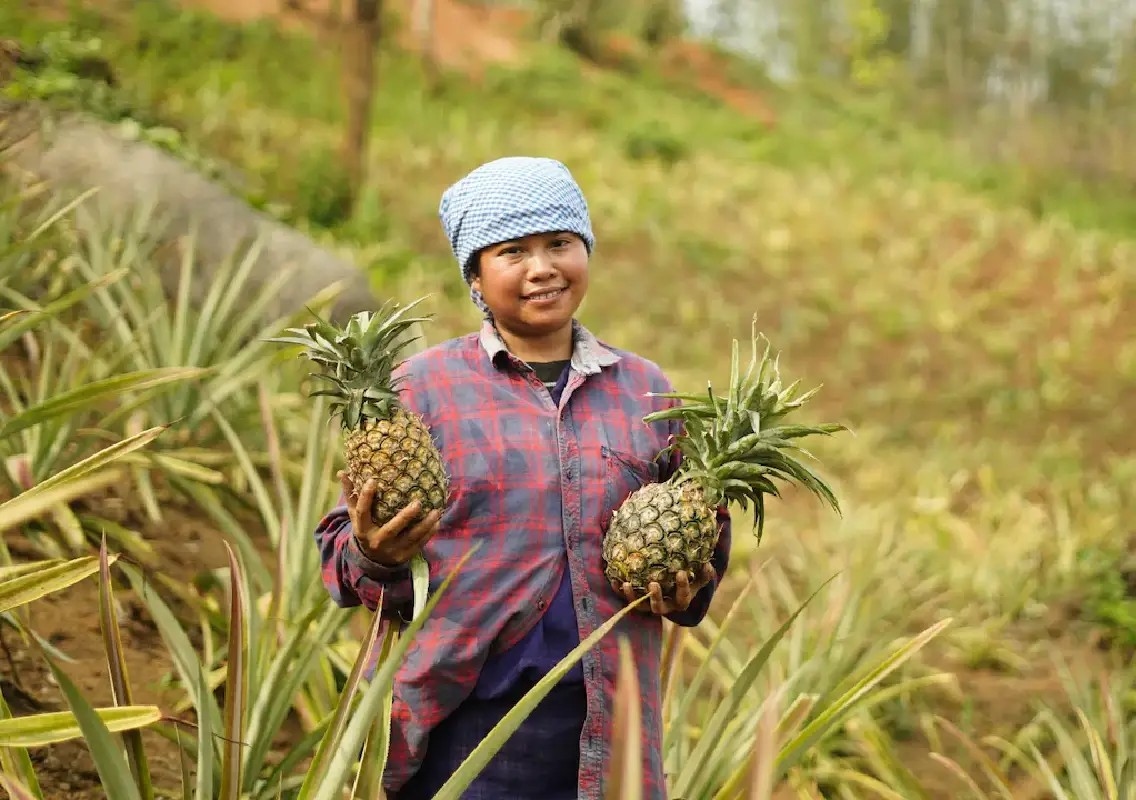 Meghalaya pineapples now available on Swiggy Instamart in Bengaluru - News Karnataka