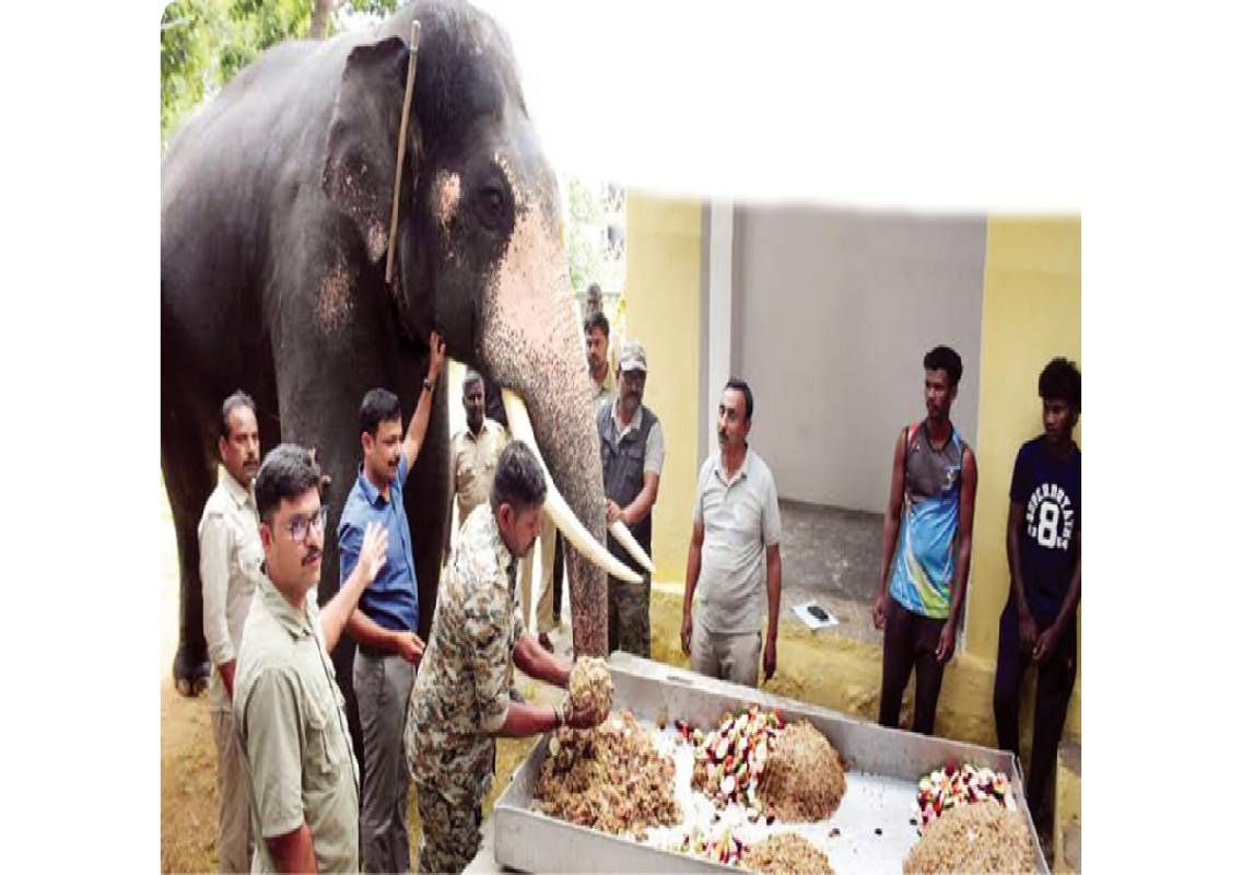 Mysuru Dasara elephants: Rs 60 lakh fodder tender row - News Karnataka