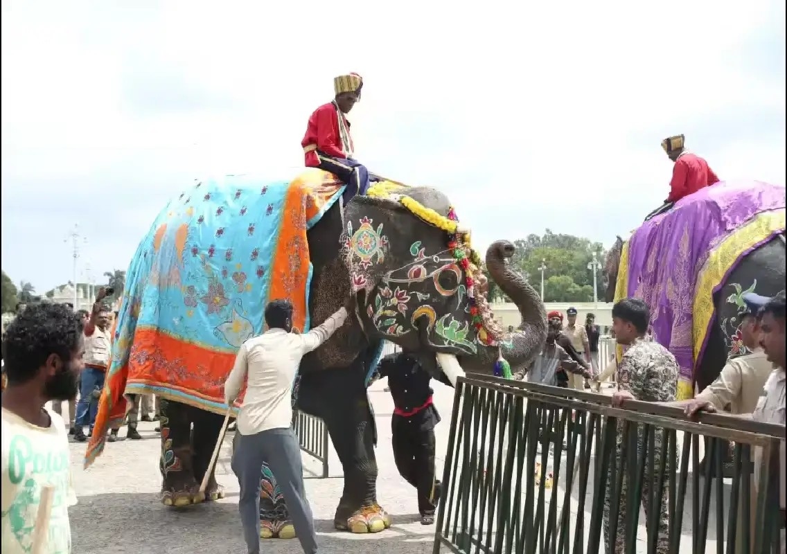 Mysuru Dasara elephants undergo rigorous training for Jamboo Savari - News Karnataka