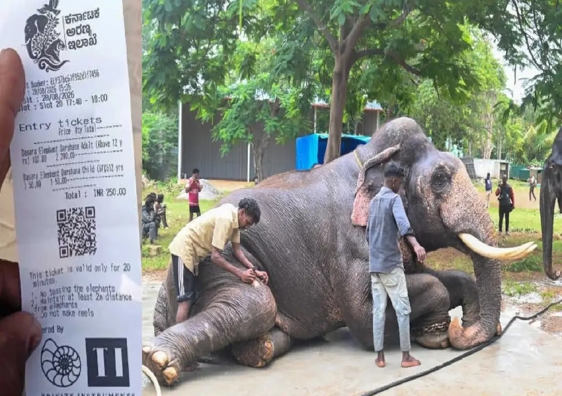 Mysuru Dasara elephants: Forest Department introduces entry fee - News Karnataka