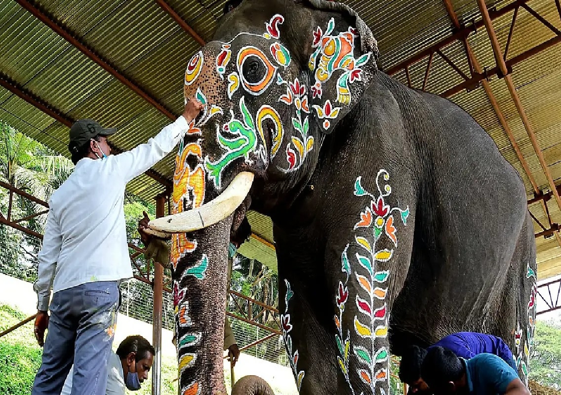 Mysuru Dasara: Abhimanyu retires after six golden howdah runs - News Karnataka