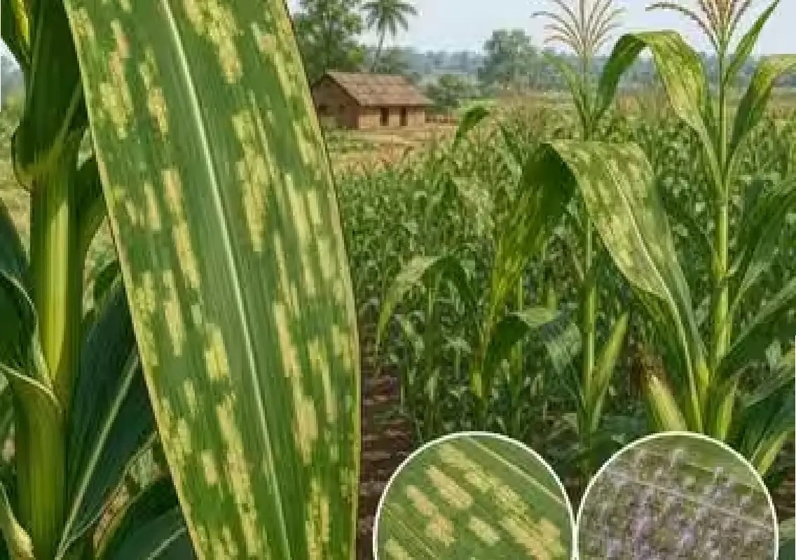 Mysuru agriculture department proposes maize crop holiday - News Karnataka