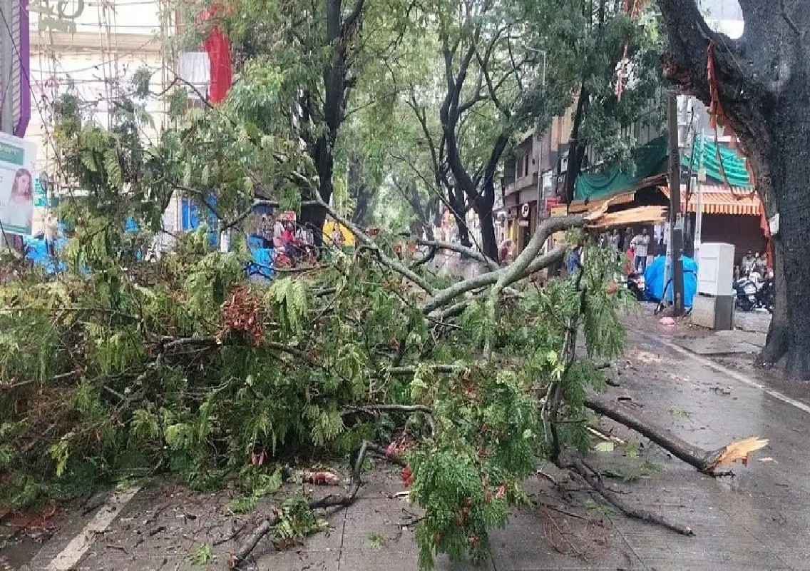 Mysuru road projects face scrutiny over tree clearance - News Karnataka