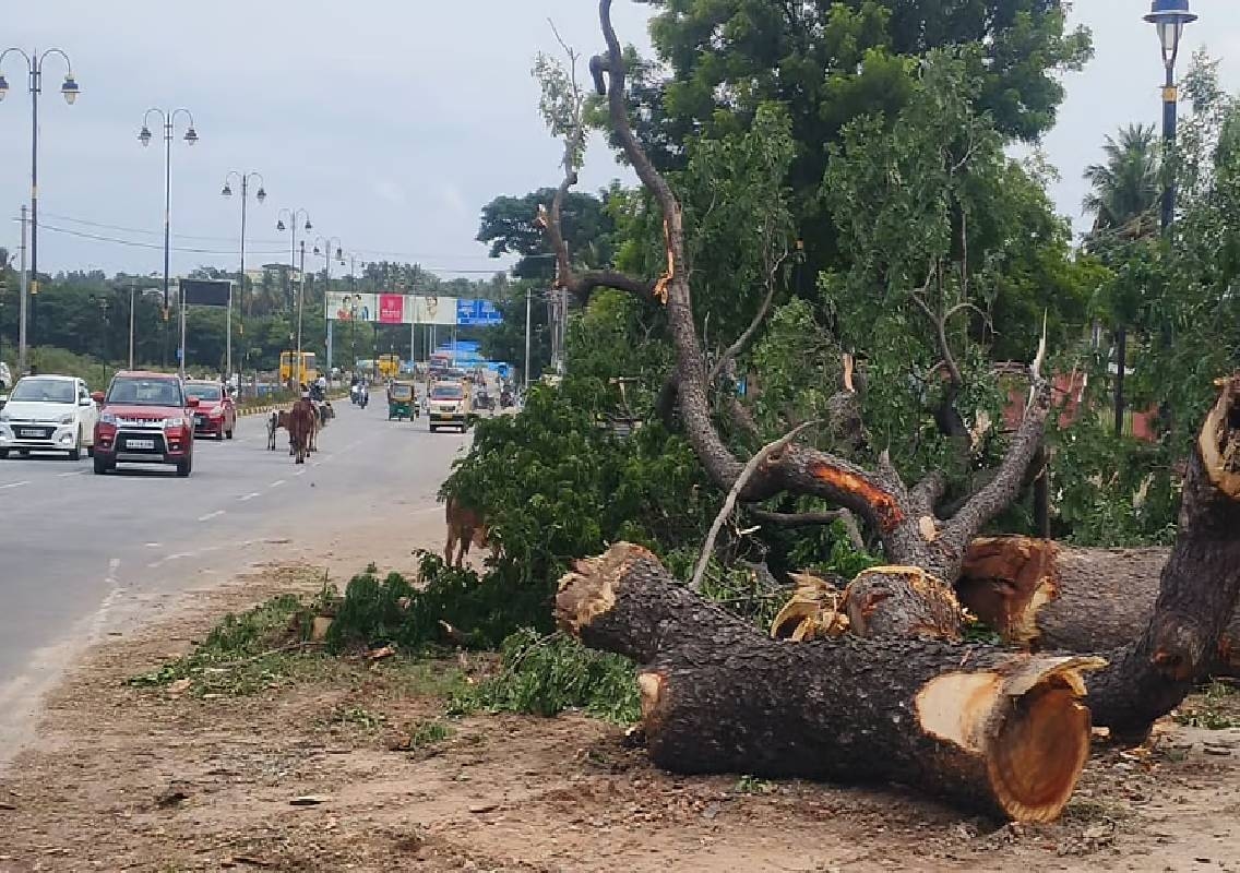 NHAI begins tree clearing for Mysuru ring road project - News Karnataka
