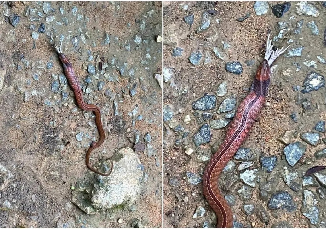 Rare blue-necked keelback snake spotted at Singapore reservoir - News Karnataka