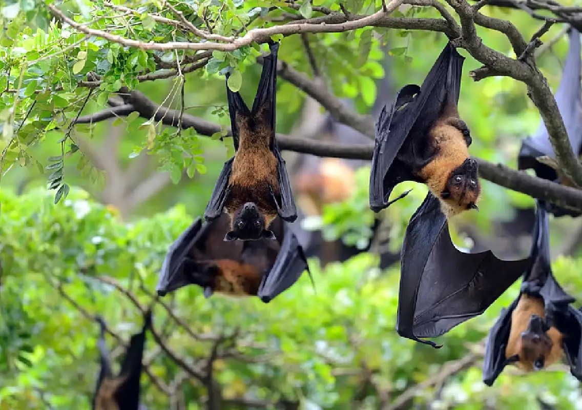 Nipah survivor walks out of Kerala hospital after two months - News Karnataka