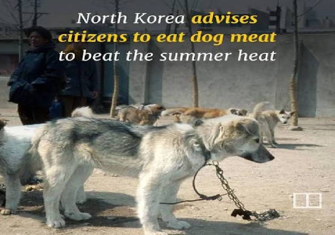 North Korea promotes dog meat soup amid heatwave - News Karnataka