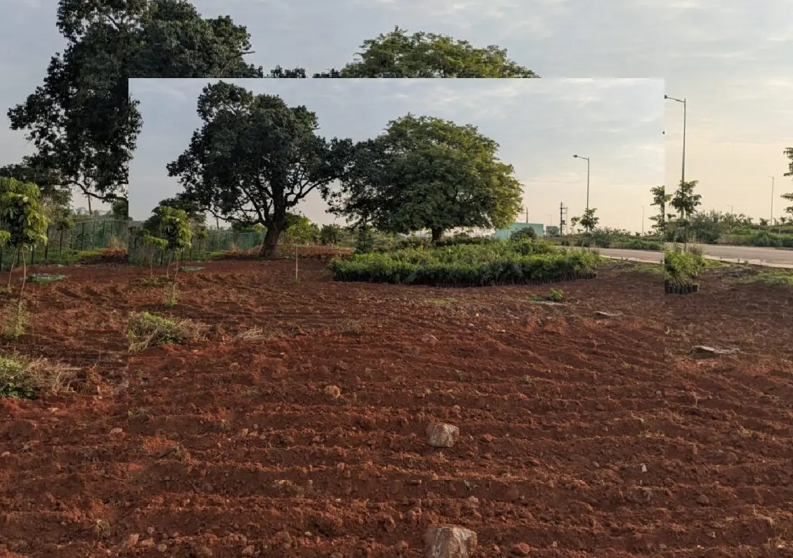One month on, BDA's record tree drive faces survival test - News Karnataka
