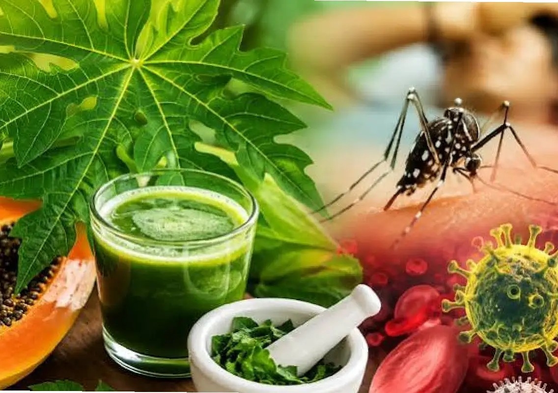 Papaya leaf juice is not a cure for dengue, doctors warn - News Karnataka