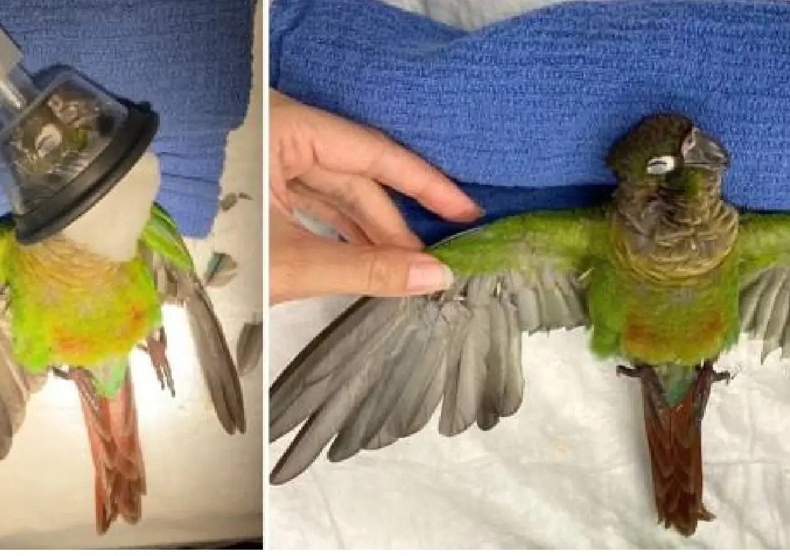 Parrot found bleeding with clipped wings, owner arrested - News Karnataka