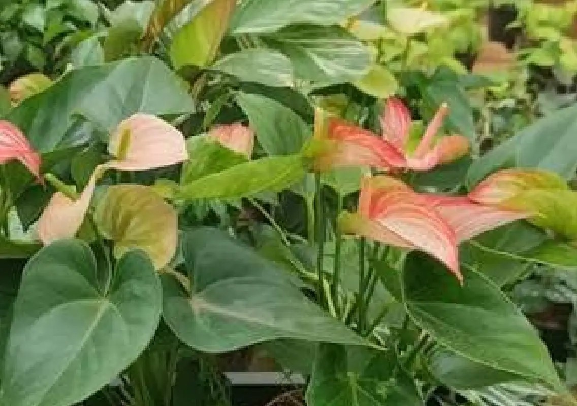 Plant swaps bloom across Pune as residents share nature’s bounty - News Karnataka