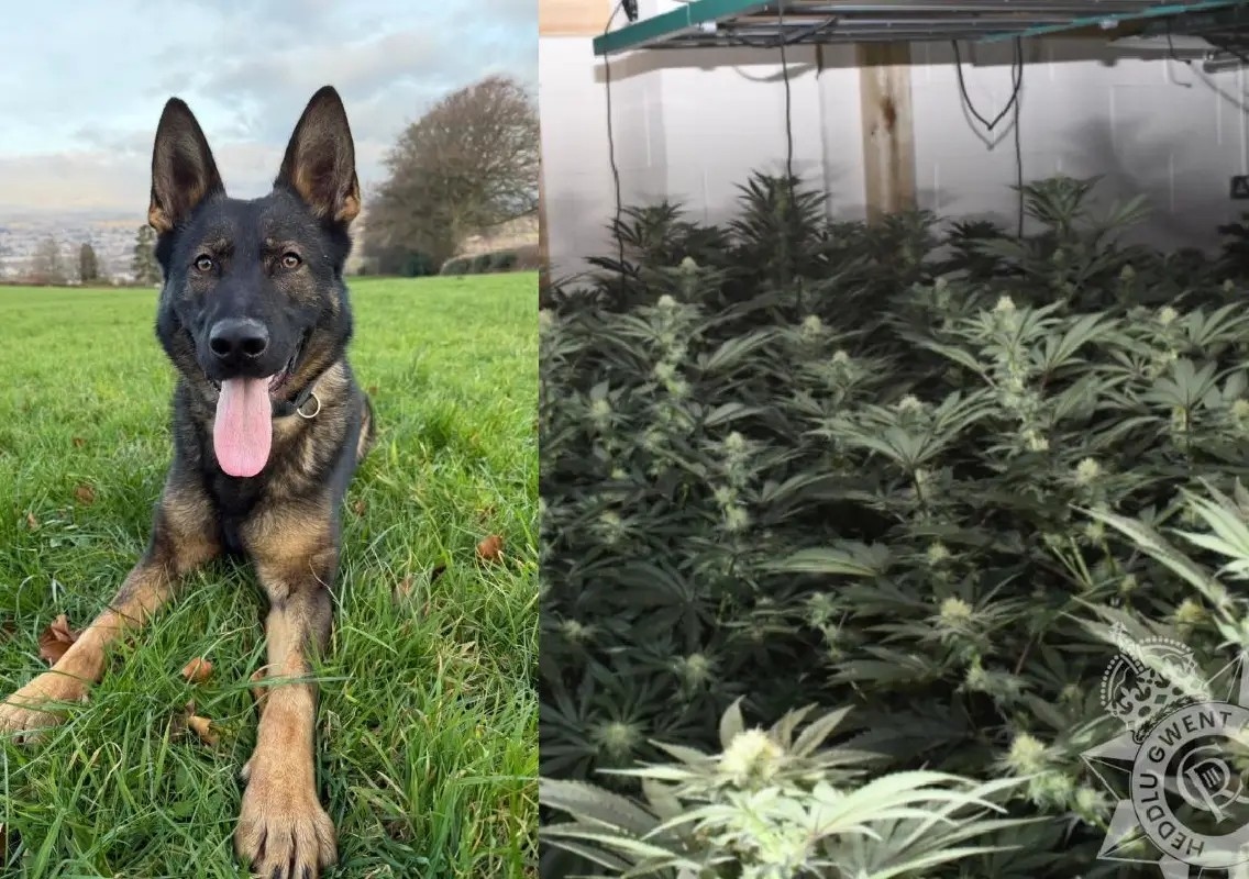 Police dog finds man hiding behind fake wall at cannabis farm - News Karnataka
