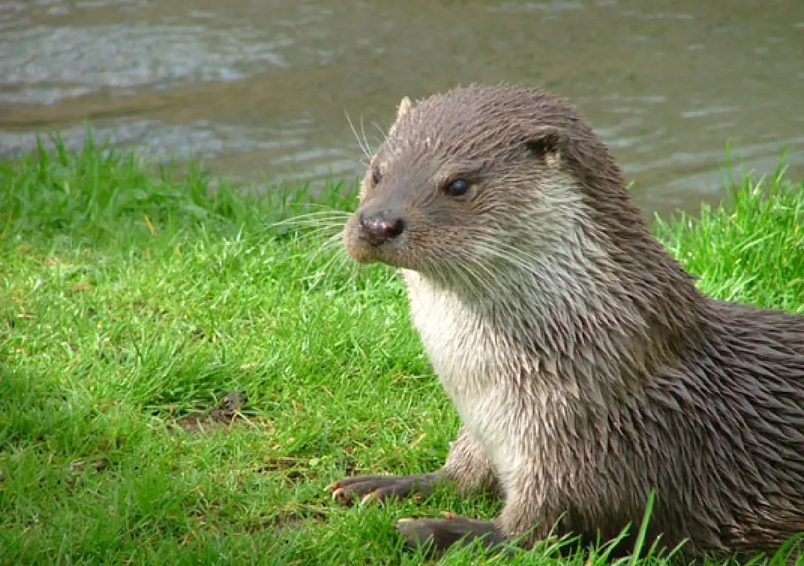 Rare otter spotted in agricultural field near Hiriadka - News Karnataka