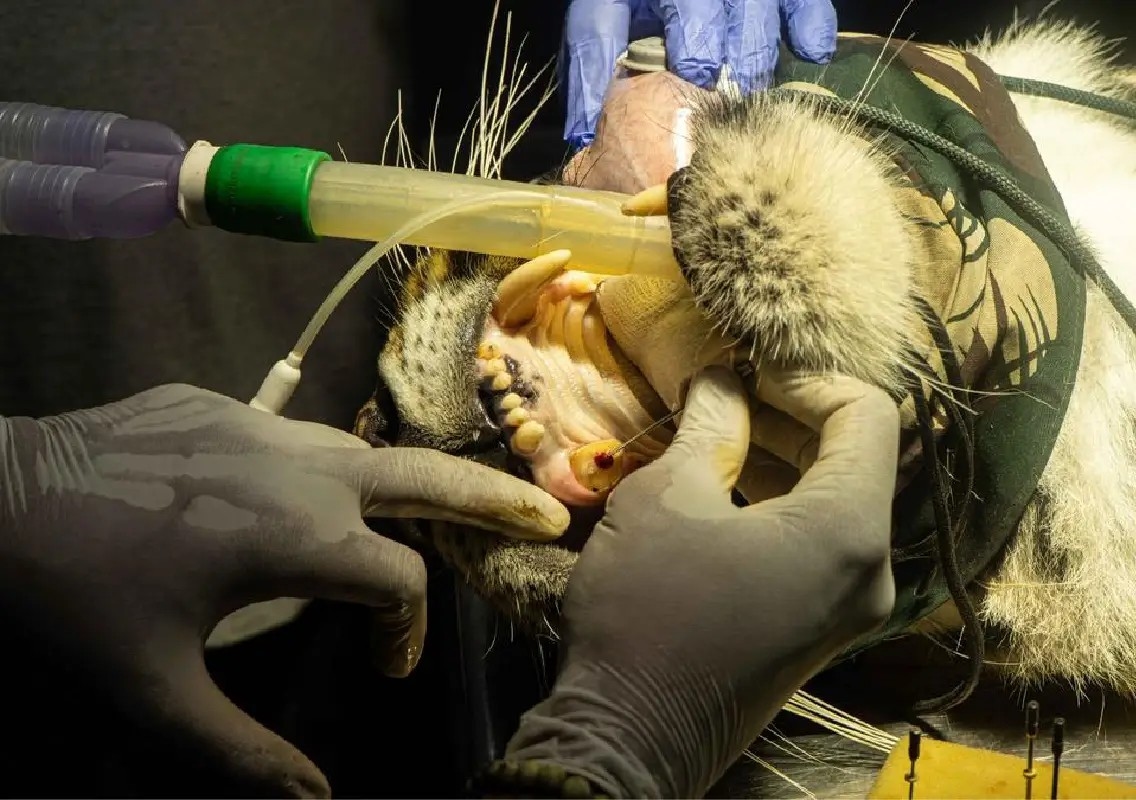 Rare root canal surgery saves tigress' canine tooth in Bengaluru - News Karnataka