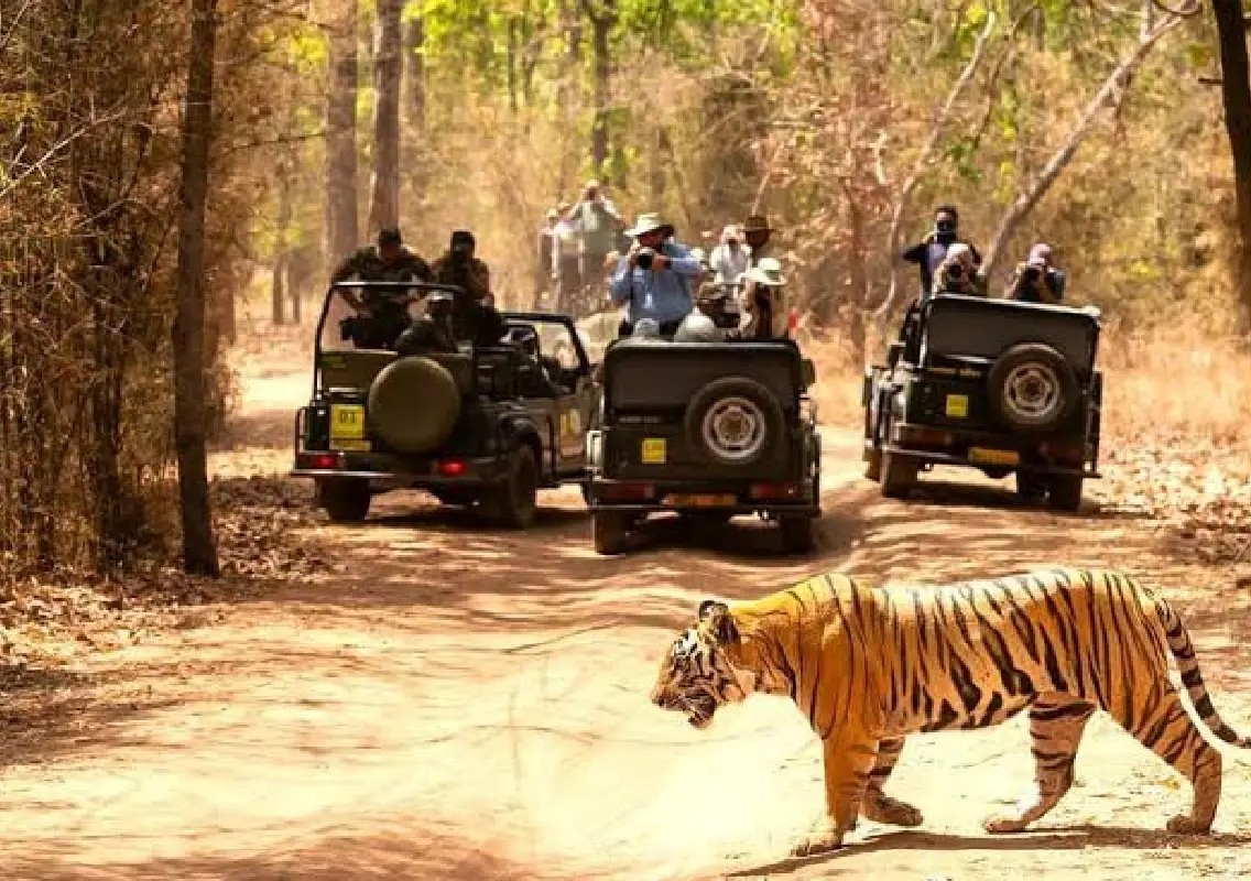 Rare sighting of three tigers delights visitors at Kakanakote Safari - News Karnataka