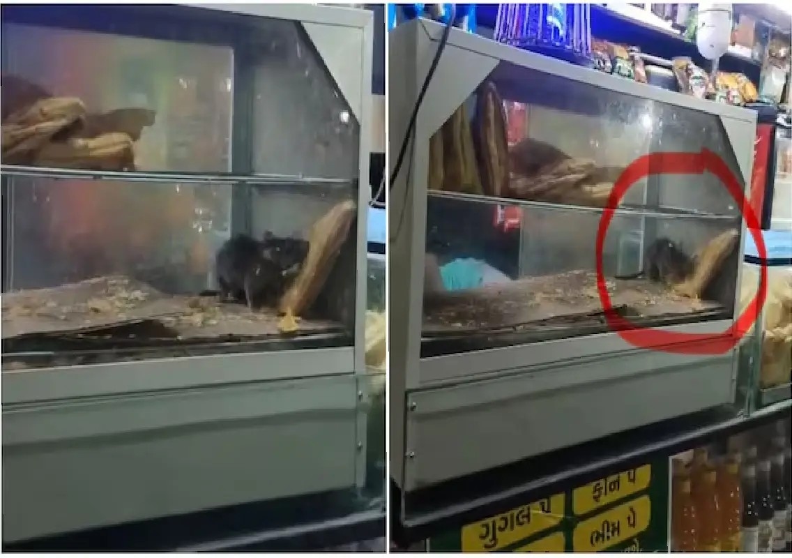 Rat caught eating puff at Surat railway stall, outlet shut: WATCH - News Karnataka