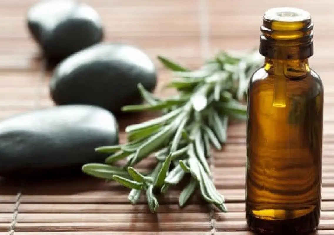 Rosemary benefits: What science says about memory and hair growth - News Karnataka