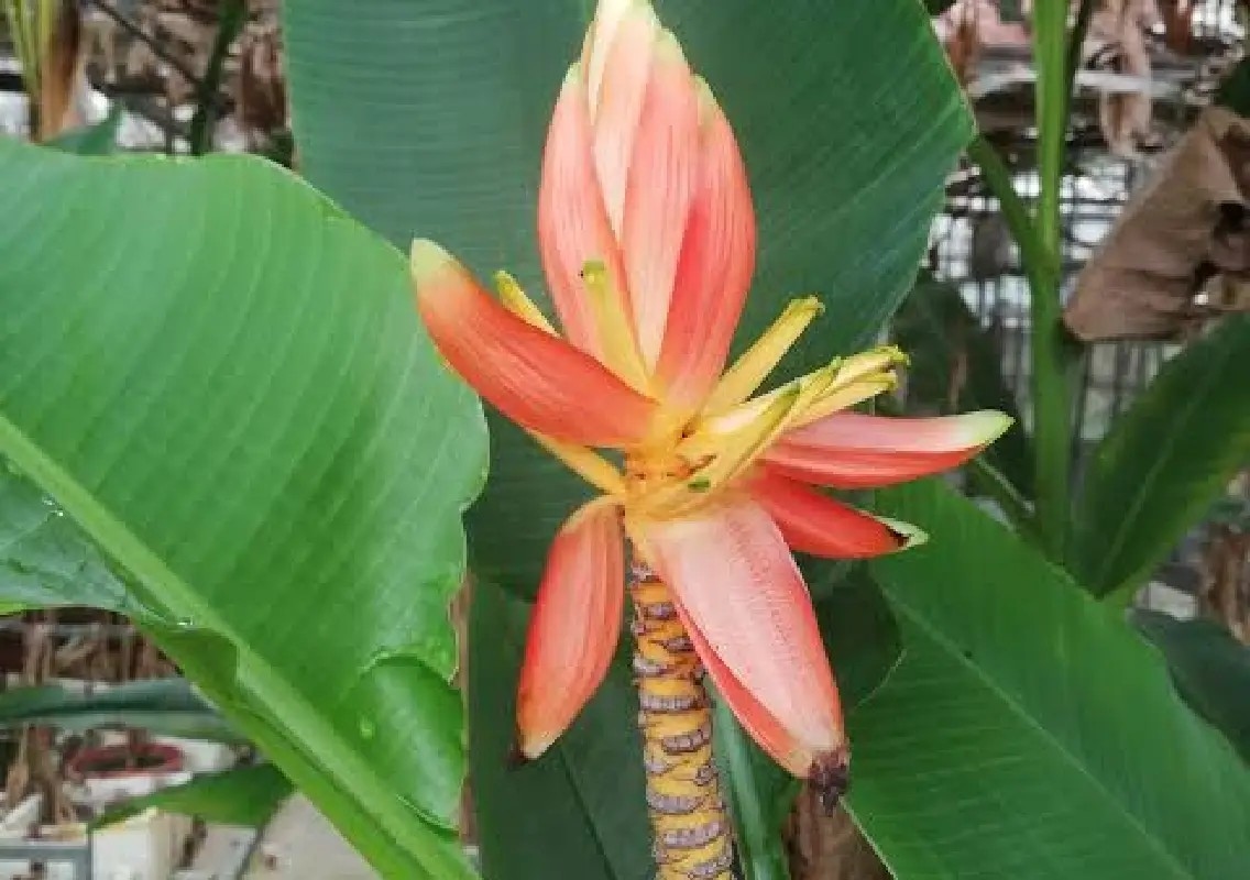 Scientists uncover ancestral chromosome code of banana family - News Karnataka