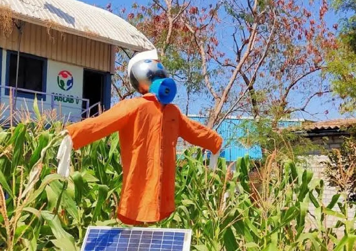 Smart scarecrow gives farmers a safer way to protect crops - News Karnataka