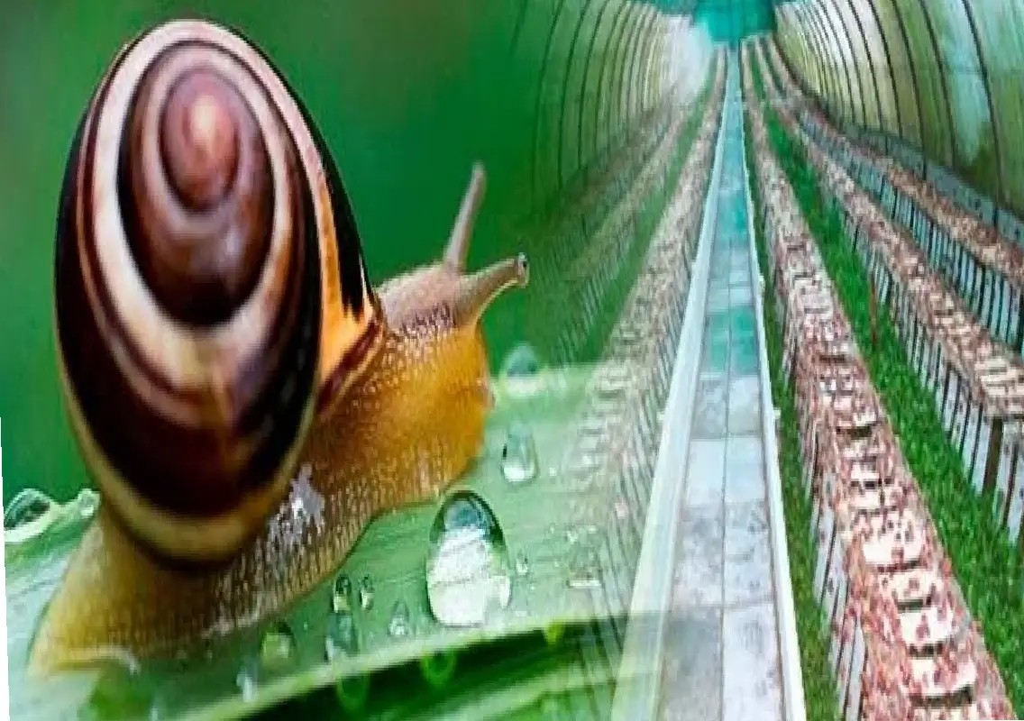 Snail farming offers farmers a new path to extra income - News Karnataka