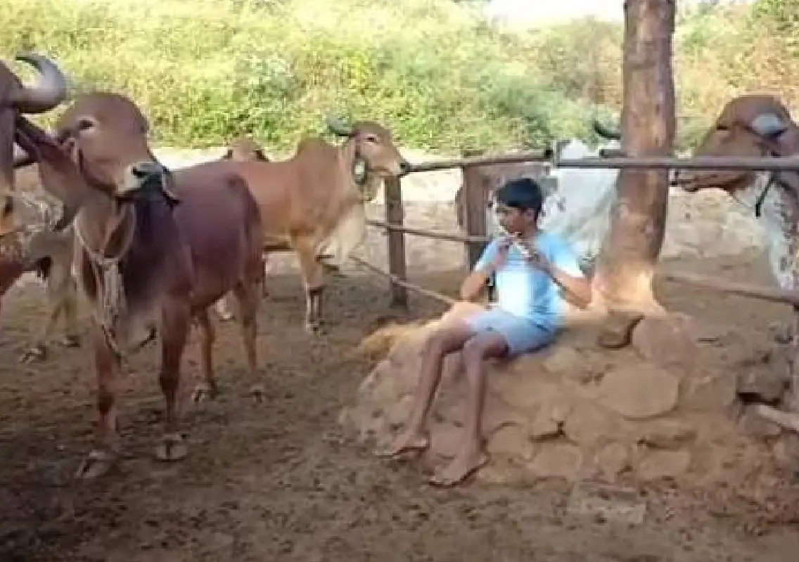 Soulful flute melody leaves cows mesmerised in viral moment - News Karnataka